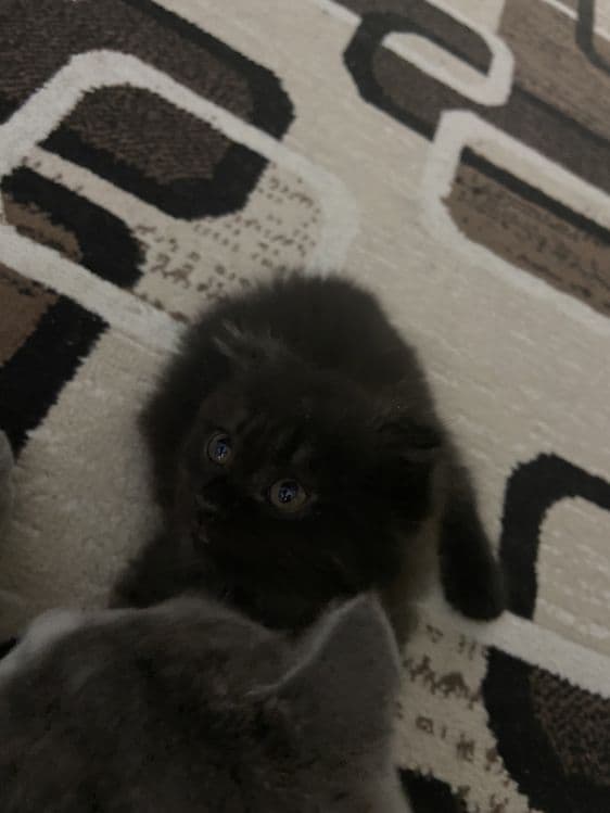 Продаётся котёнка — 2