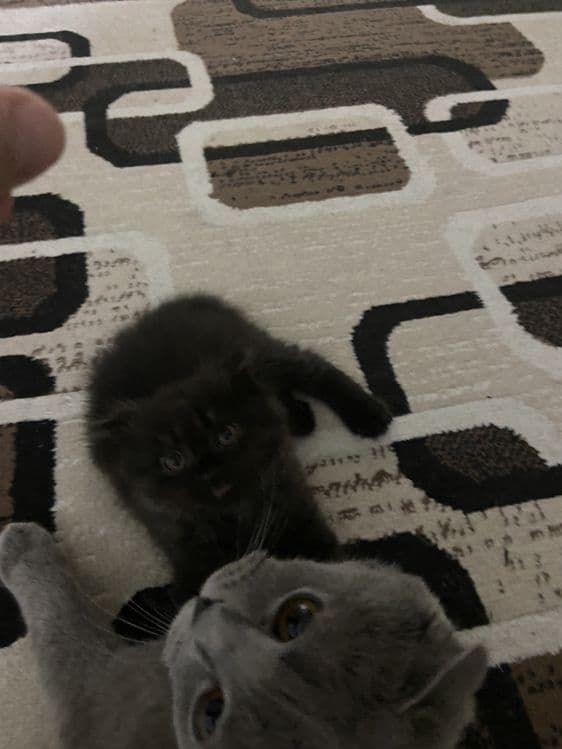 Продаётся котёнка — 3