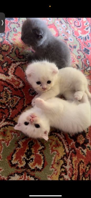 Милые котята шотладские вислоухие — 3