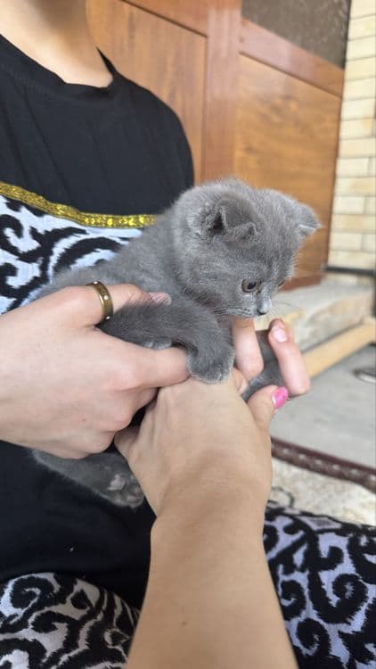 Милые котята шотладские вислоухие — 5
