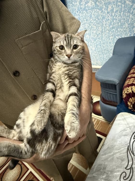 Продаются котята,порода :Скотиш Фолд (мрамор) — 3