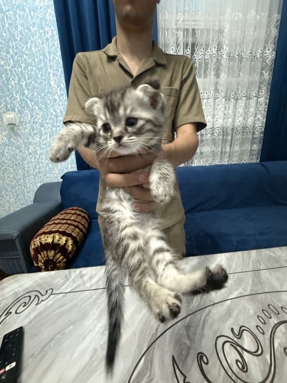 Продаются котята,порода :Скотиш Фолд (мрамор) — 4