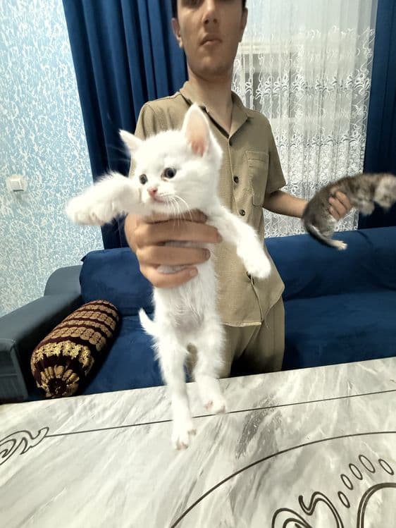 Продаются котята,порода :Скотиш Фолд (мрамор) — 5