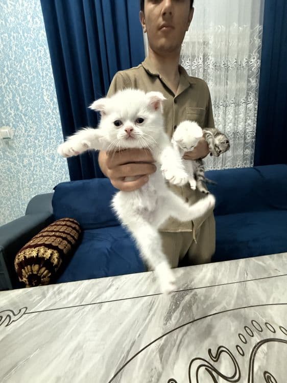 Продаются котята,порода :Скотиш Фолд (мрамор) — 6