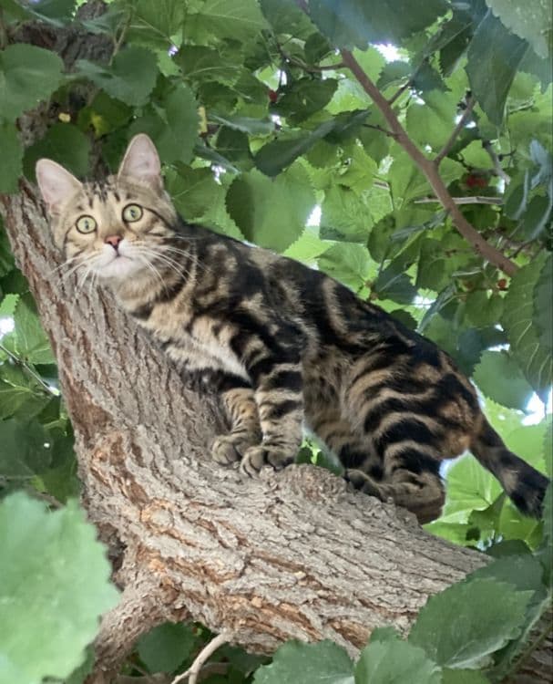 Bengal mushugiii