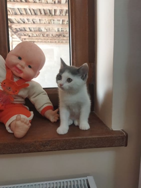 Мушукчалар сотилади пародалик акция — 1
