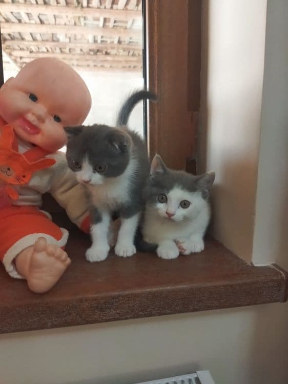 Мушукчалар сотилади пародалик акция — 2