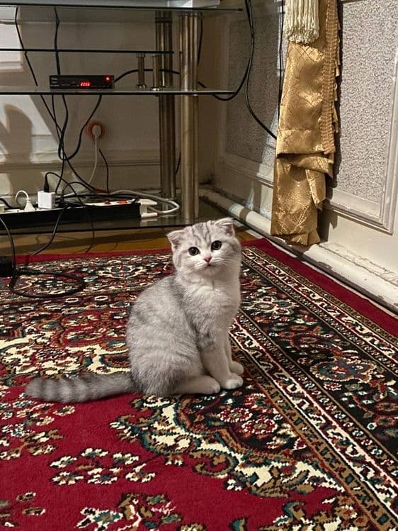 Серебристый шиншилла — 2