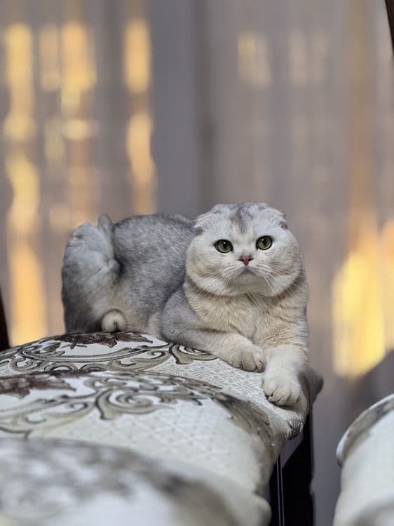 Продаётся в хорошие руки!!! — 1