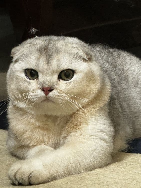 Продаётся в хорошие руки!!! — 2