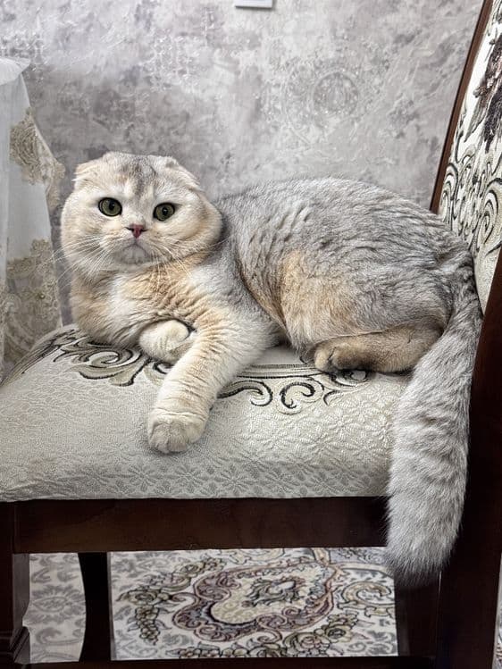 Продаётся в хорошие руки!!! — 3