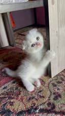 Чиройли ва аккилий мушукчалар