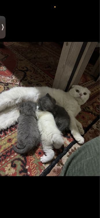 Чиройли ва аккилий мушукчалар — 3