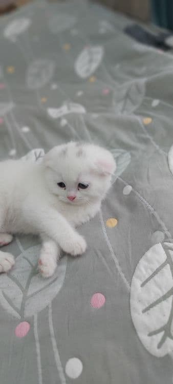 Кошка Веслоухая мама ребёнок — 5