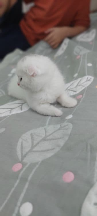 Кошка Веслоухая мама ребёнок — 6