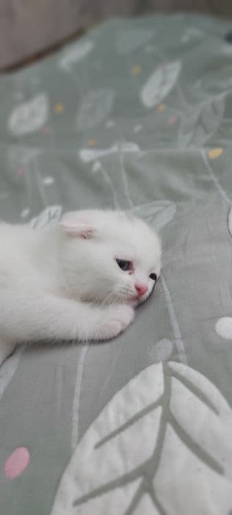 Кошка Веслоухая мама ребёнок — 7