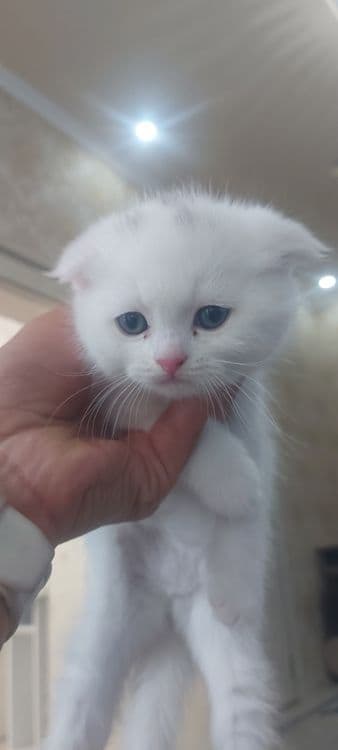 Кошка Веслоухая мама ребёнок — 8