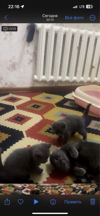 Шотландский прямоухие — 2