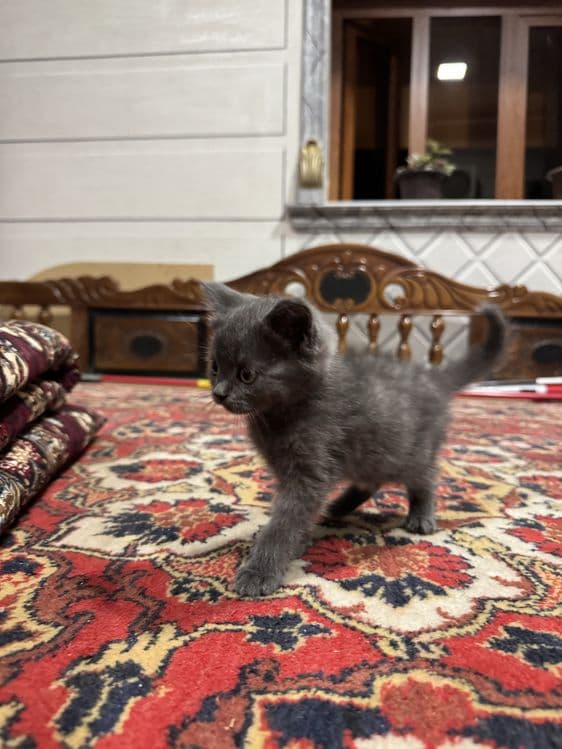 Britanski 2 oylik — 2