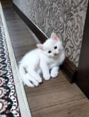 Пародистые котята