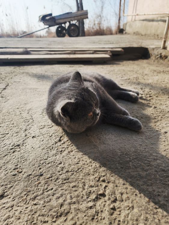 Кот страйт для вязку. Mushuk qo'shish uchun skotish strayt — 1