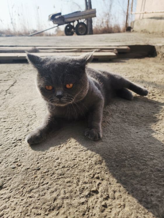 Кот страйт для вязку. Mushuk qo'shish uchun skotish strayt — 2