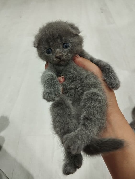 Scottish fold mushukchalar — 1