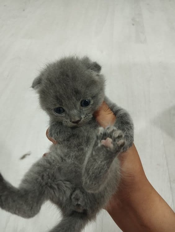 Scottish fold mushukchalar — 2