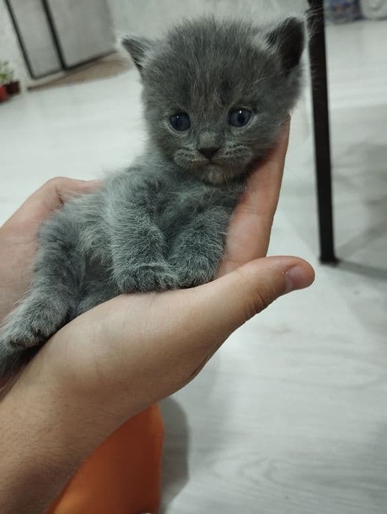 Scottish fold mushukchalar — 3
