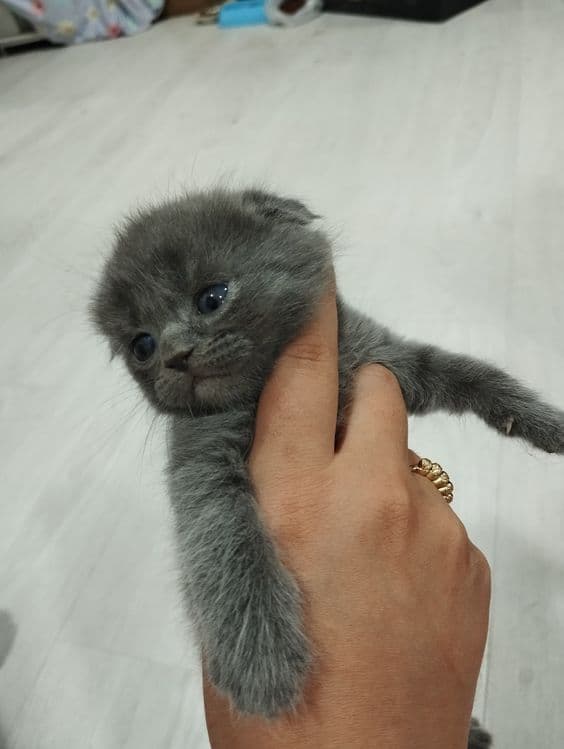 Scottish fold mushukchalar — 4