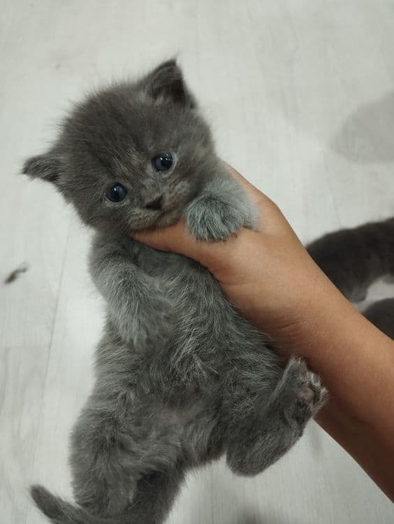 Scottish fold mushukchalar — 5