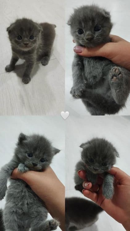 Scottish fold mushukchalar — 6