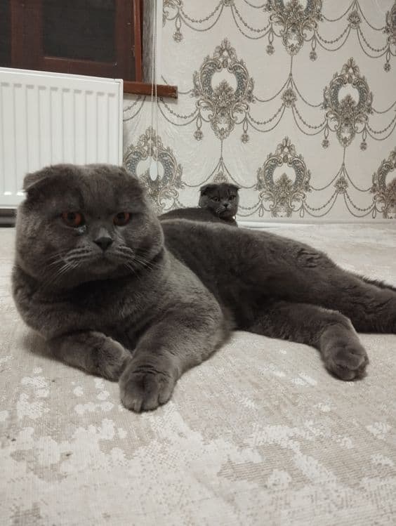 Scottish fold mushukchalar — 8