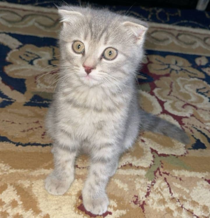 Zotli mushukllar — 2