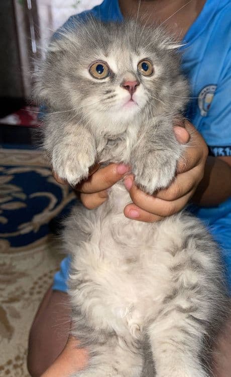 Zotli mushukllar — 3