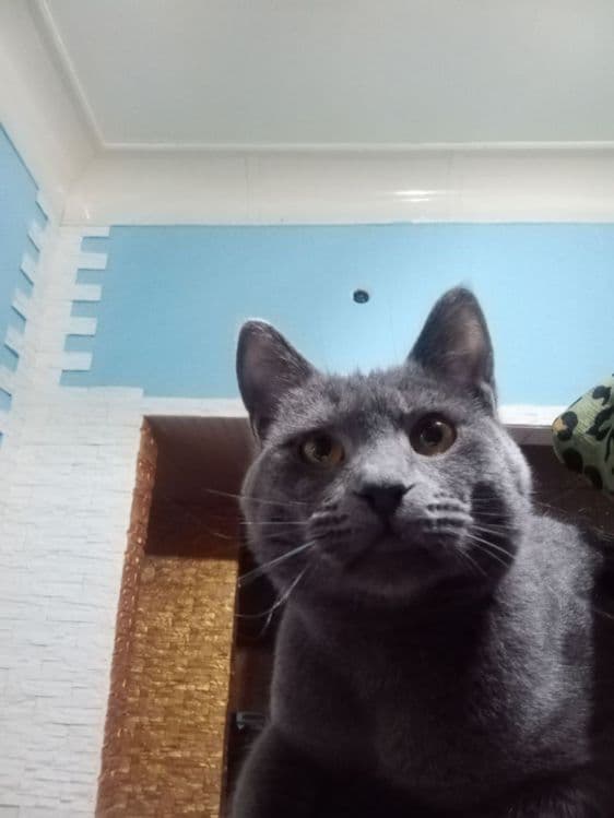 Британский кот — 1