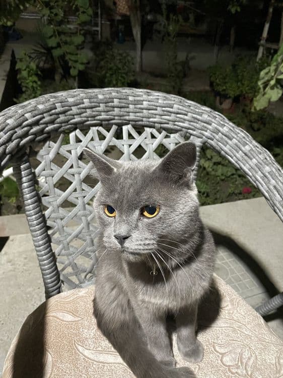 Пародистый Британский кот — 1