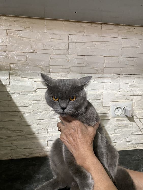 Пародистый Британский кот — 2
