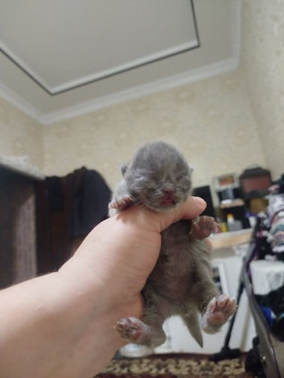 мушукчала сотилади хаммаси кулокчаси кат — 2