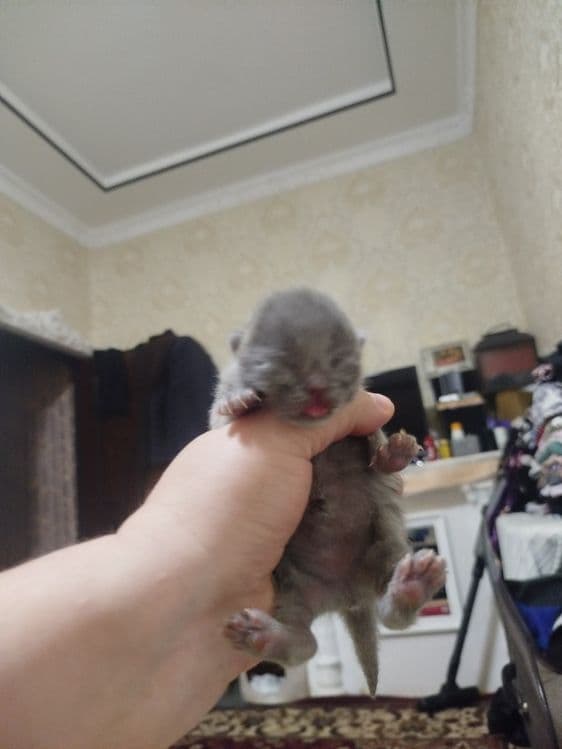мушукчала сотилади хаммаси кулокчаси кат — 3