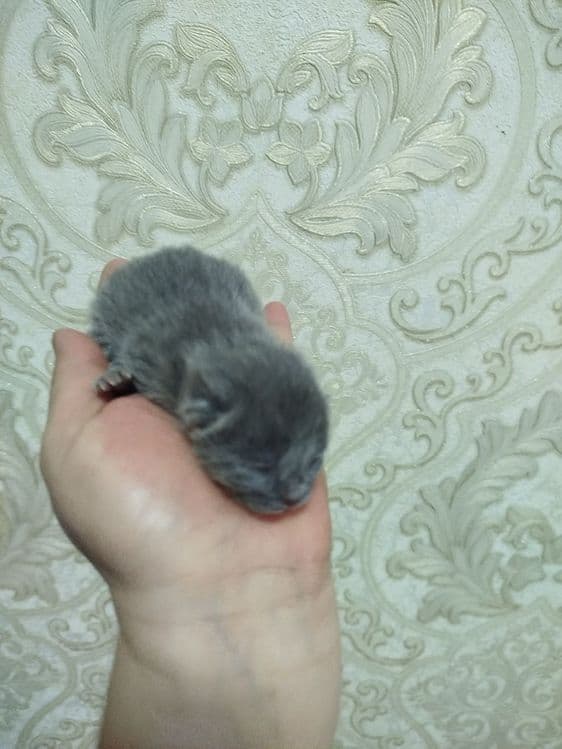 мушукчала сотилади хаммаси кулокчаси кат — 5