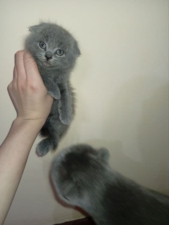 Scottish Fold mushuki sotiladi — 2