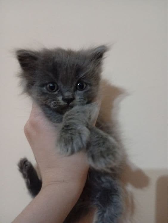 Scottish Fold mushuki sotiladi — 3