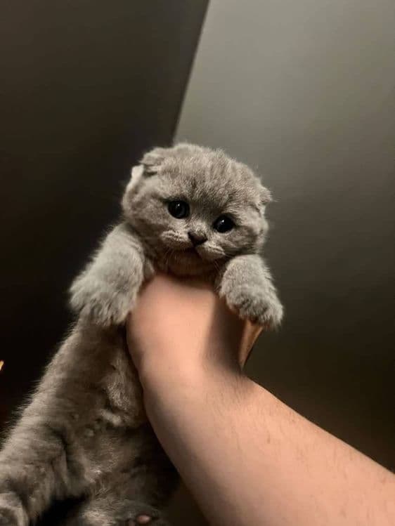Scottish Fold mushuki sotiladi — 4