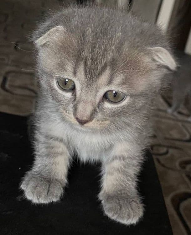 Scottish Fold mushuki sotiladi — 5