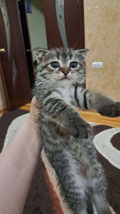 Домашние животные — 2