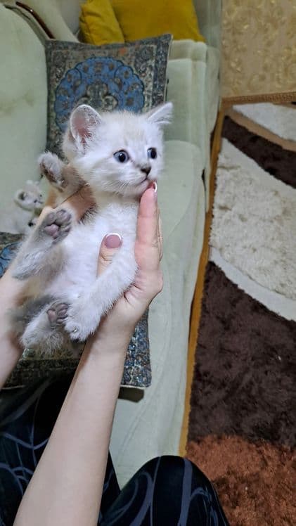 Домашние животные — 3