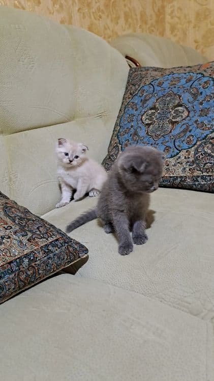 Домашние животные — 4