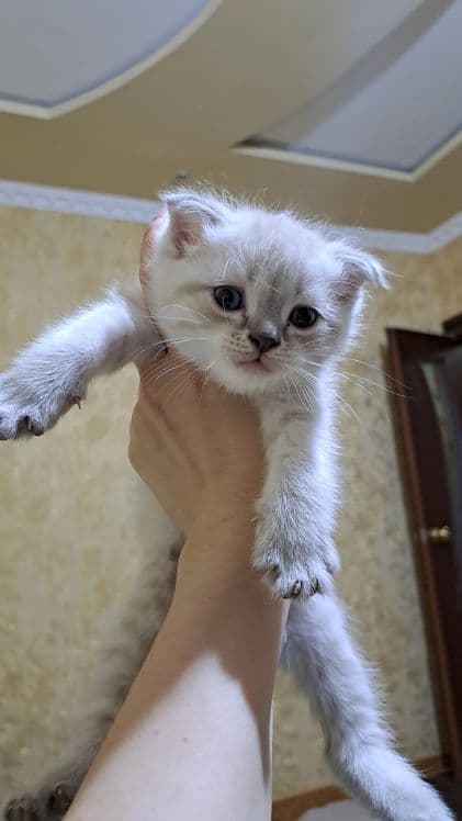 Домашние животные — 5