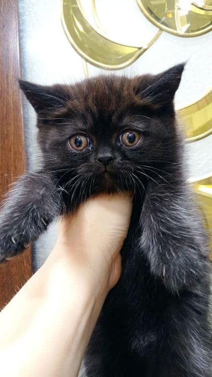 Продам котят хайленд фолд и хайленд страйт — 3